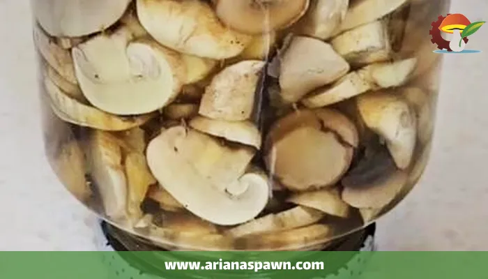 تهیه کنسرو قارچ