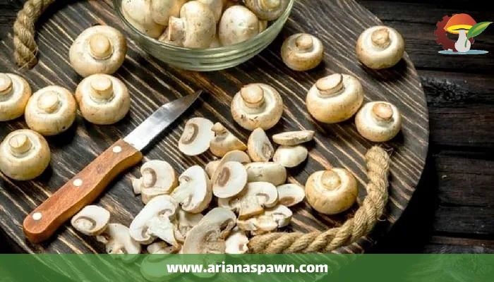 نکات مهم در تهیه کنسرو قارچ