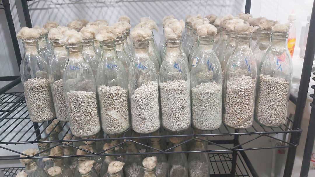 استوک بذر قارچ