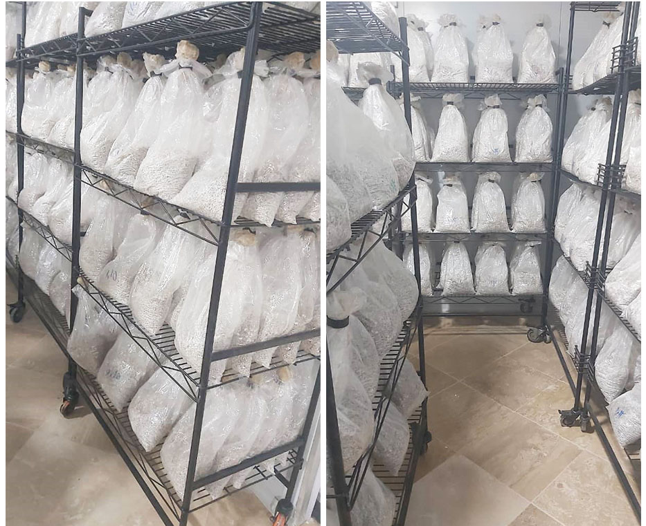 خلاصه از روش تولید بذر قارچ