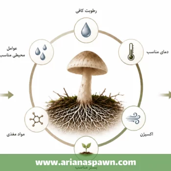 هاگ قارچ چیست