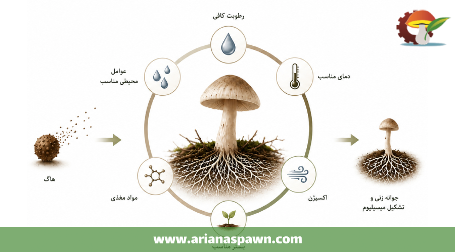 هاگ قارچ چیست