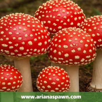 تشخیص قارچ‌ خوراکی از سمی