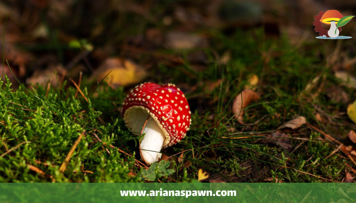 بهترین روش تشخیص قارچ خوراکی از سمی