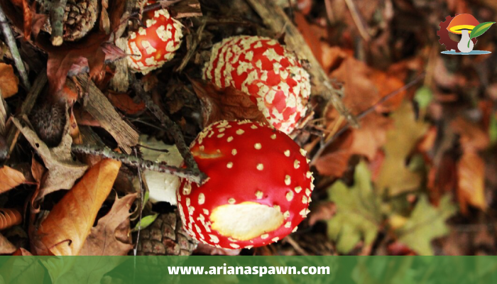 انواع قارچ های سمی