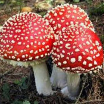 تشخیص قارچ سمی از قارچ خوراکی
