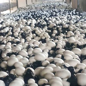 پرورش قارچ در منزل