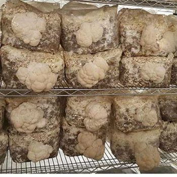 کمپوست قارچ دکمه ای