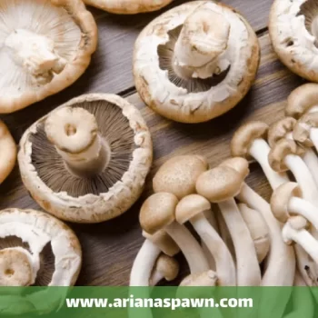 قارچ های خوراکی