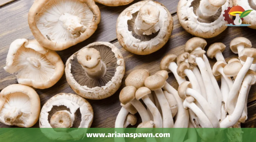 قارچ های خوراکی