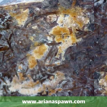 بیماری قهوه ای دارچینی