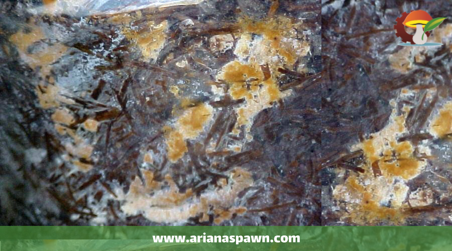 بیماری قهوه ای دارچینی