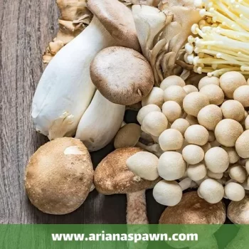 انواع قارچ خوراکی