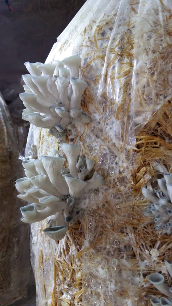 کلاهک شیپوری قارچ صدفی