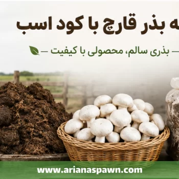 تهيه بذر قارچ با کود اسب