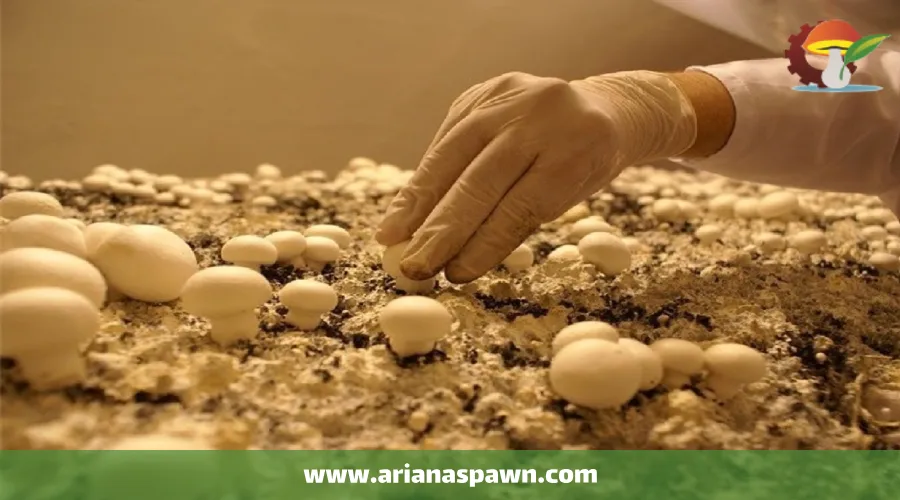 تولید قارچ در فصل گرما