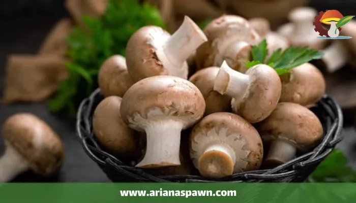 چگونگی تولید قارچ در فصل گرما