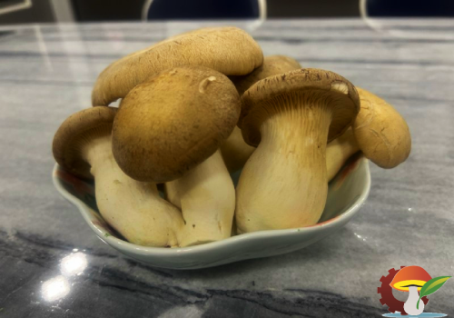 خرید قارچ پلوروتوس ارینجی