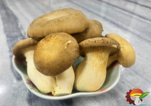 قارچ پلوروتوس ارینجی