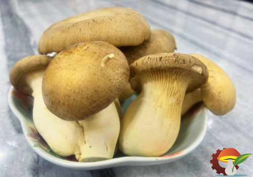 قیمت قارچ پلوروتوس ارینجی